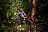 Madagaskar Rosenholz