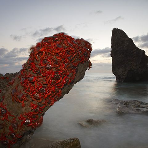Rote Landkrabben