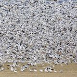 Schwarm Schneegänse