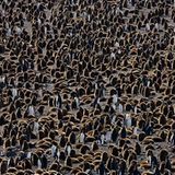 Junge Königspinguine