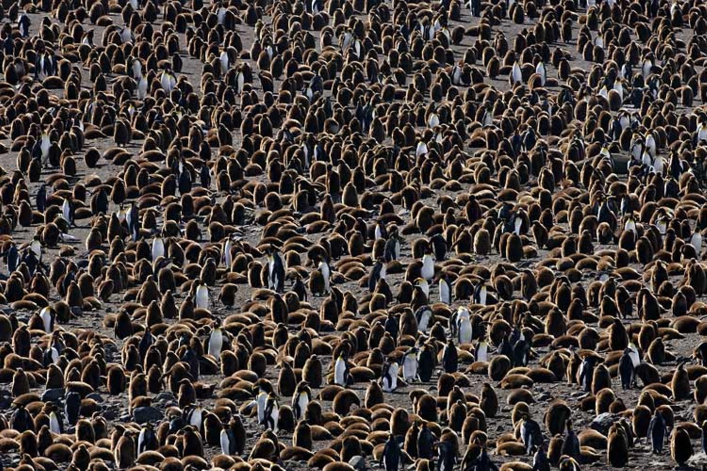 Junge Königspinguine