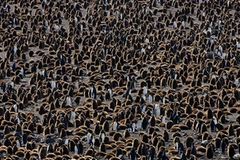 Junge Königspinguine
