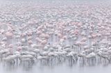 Zwergflamingos am Nakuru-See