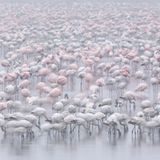 Zwergflamingos am Nakuru-See