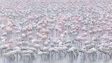 Zwergflamingos am Nakuru-See