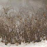 Spinnentiere im Verband