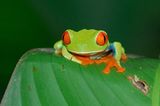 Rotaugenlaubfrosch auf Costa Rica