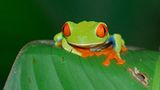 Rotaugenlaubfrosch auf Costa Rica