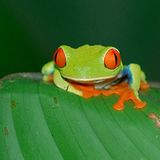 Rotaugenlaubfrosch auf Costa Rica