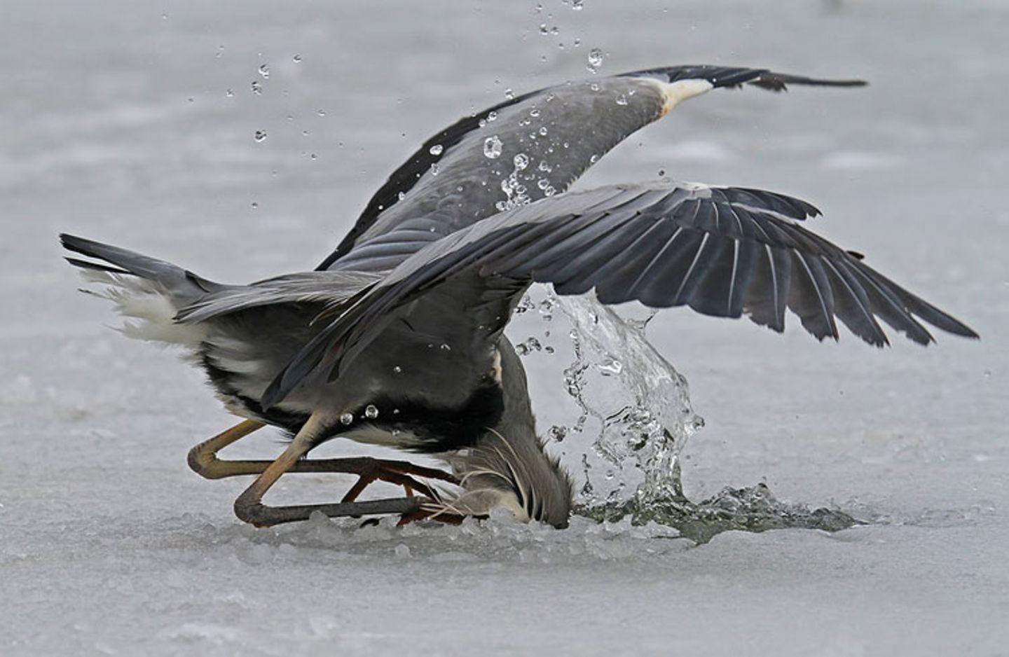 Graureiher beim Fischfang