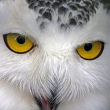 Augen einer Schnee-Eule