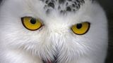 Augen einer Schnee-Eule