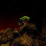 Baum unter Sternen, Italien