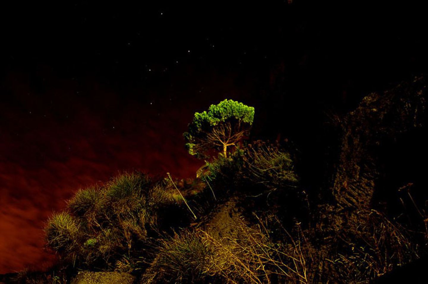 Baum unter Sternen, Italien