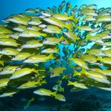 Fischschwarm auf den Malediven