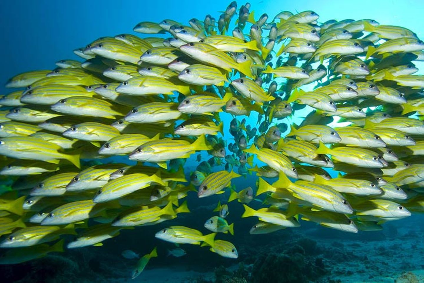 Fischschwarm auf den Malediven