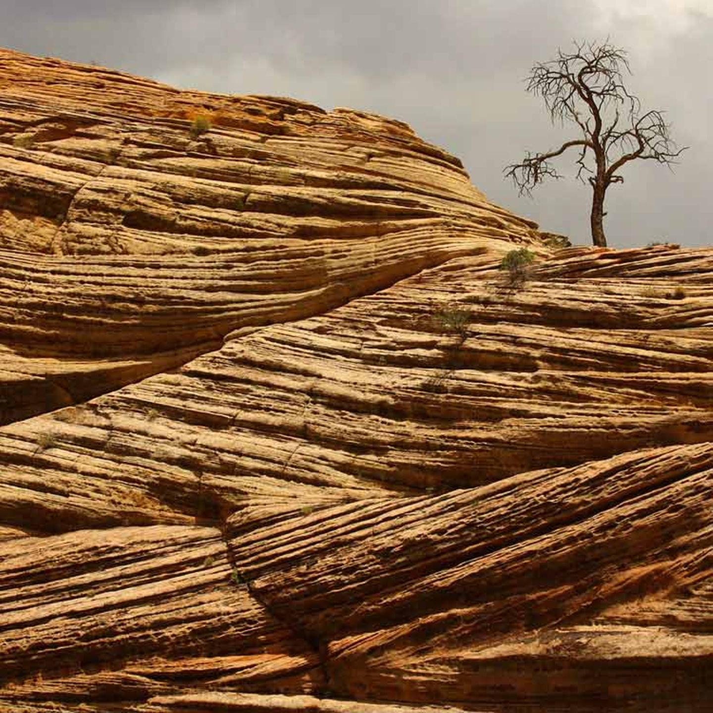 Baum auf Sandsteinklippe, USA