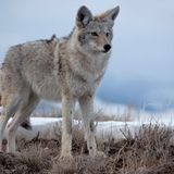 Wildlife im Yellowstone Nationalpark
