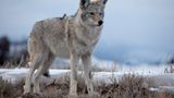 Wildlife im Yellowstone Nationalpark