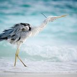 Fischreiher auf Fihalhohi, Malediven