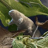 Bärtierchen: Monster im Miniformat