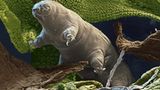 Bärtierchen: Monster im Miniformat