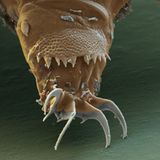 Bärtierchen: Starker Halt