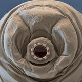 Bärtierchen: Gesicht oder Staubsauger?