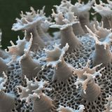 Bärtierchen: Ausbuchtungen zur Feindabwehr