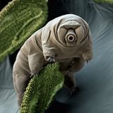 Bärtierchen: Veteran