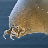 Bärtierchen: Krallen aus Chitin