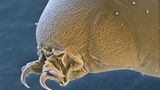 Bärtierchen: Krallen aus Chitin