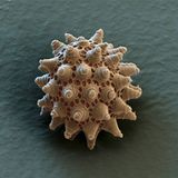 Bärtierchen: Robuste Erbgutträger