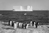 Pinguine am Cape Royds