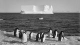 Pinguine am Cape Royds