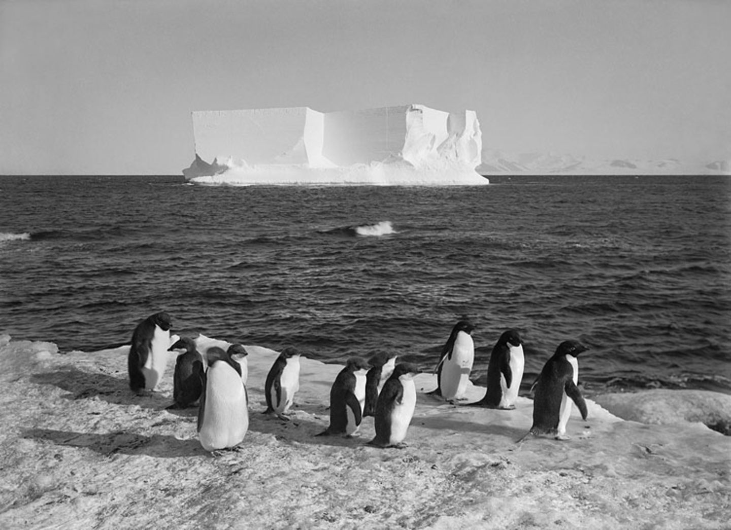 Pinguine am Cape Royds