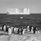 Pinguine am Cape Royds