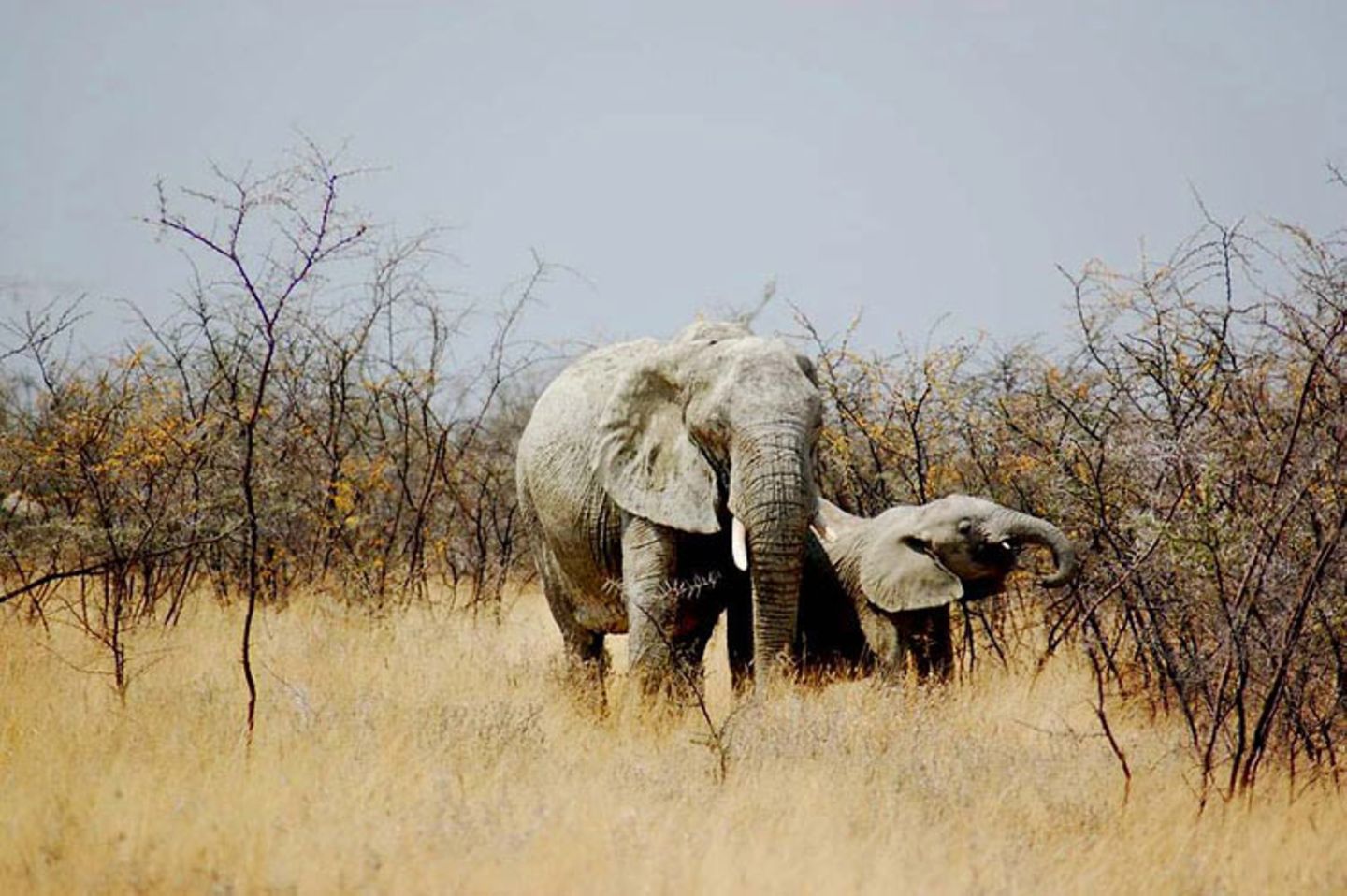 Elefantenmutter mit Baby im Etoshapark