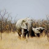 Elefantenmutter mit Baby im Etoshapark