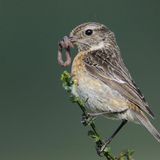 Schwarzkehlchen mit Beute