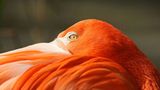 Roter Flamingo