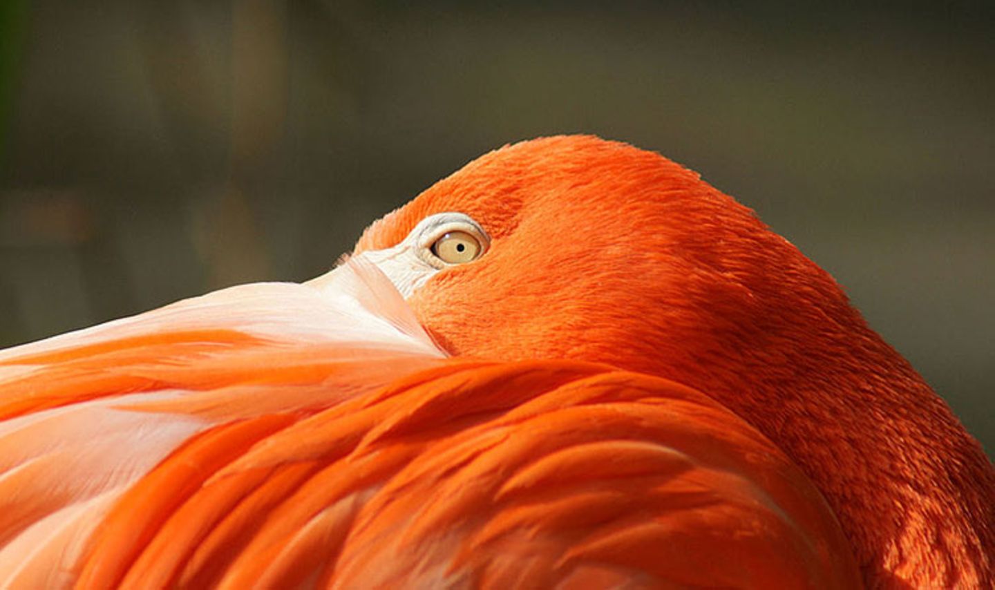 Roter Flamingo