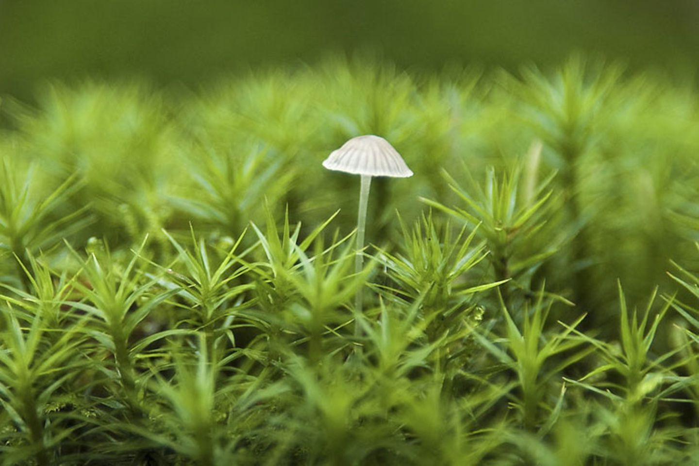 Pilz im Moos