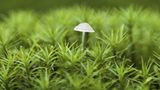Pilz im Moos