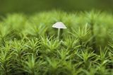 Pilz im Moos