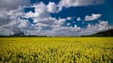Blauer Himmel über Rapsfeld