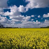 Blauer Himmel über Rapsfeld