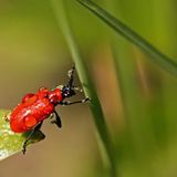 Lilienkäfer