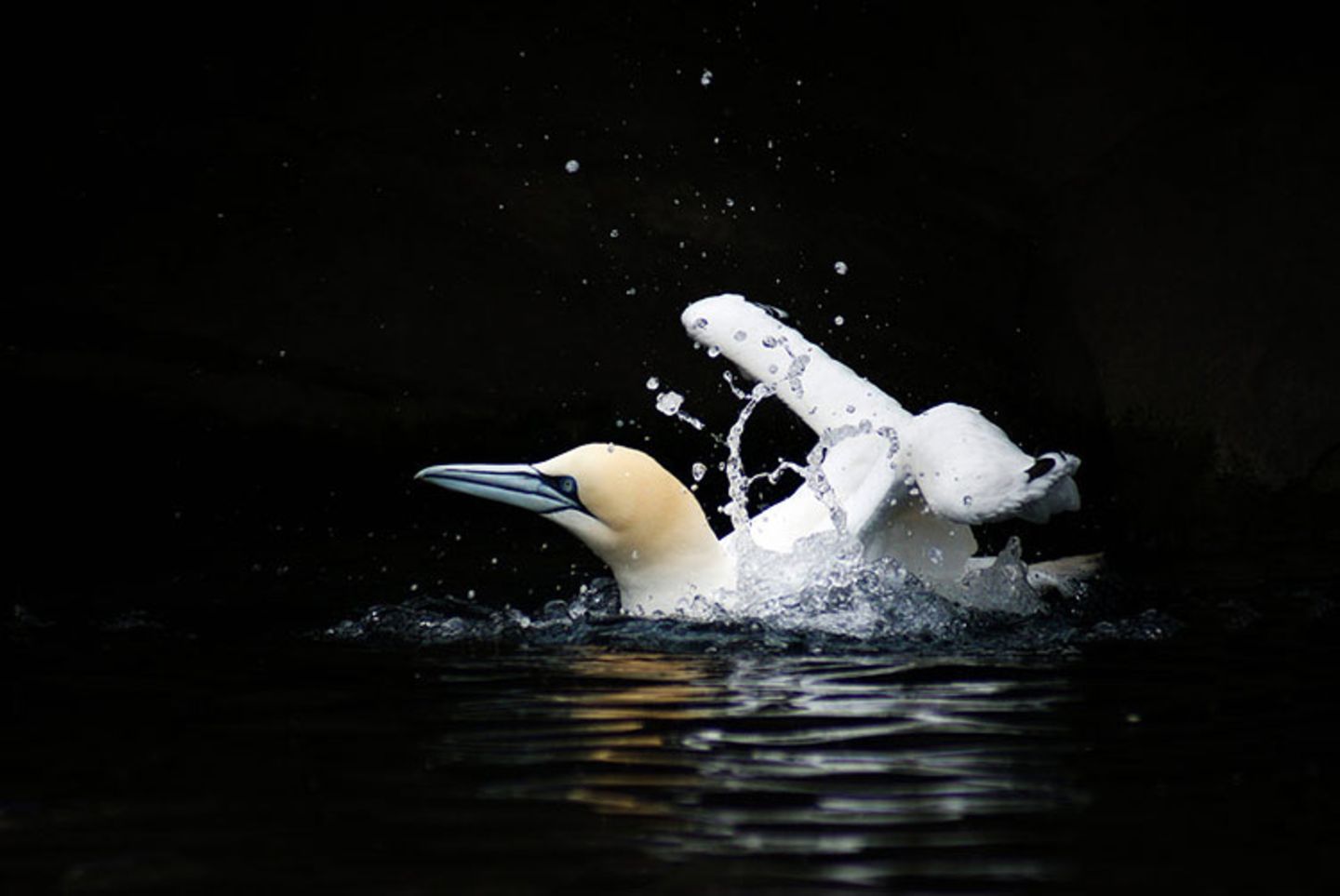 Basstölpel beim Baden