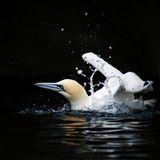 Basstölpel beim Baden